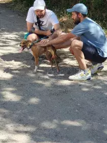 Persona usuaria de Pauta, con su profesional de apoyo. Relacionándose con un perro de la Protectora.